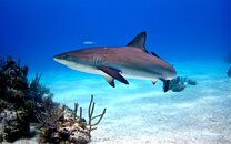 Reef Shark 11.jpg