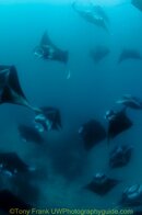 maldives-manta-rays.jpg