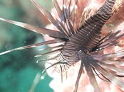 Lionfish explosion.jpg