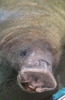 Manatee Kiss.jpg