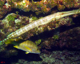 Trumpet Fish at Snapper Ledge.jpg