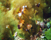 Xmas Tree Worms on Zoanthid.jpg