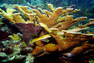 Elkhorn Coral and Trumpetfish.jpg