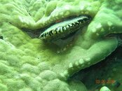 clam thingy.jpg