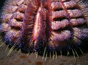 Electric Urchin.jpg