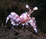 Harlequin Shrimp.jpg