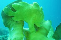 frogfish.jpg