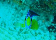 smiling fish.JPG