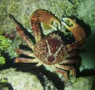 crab.JPG