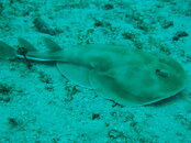 guitar ray.JPG