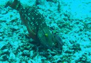 fish freinds.JPG
