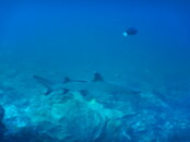 DSCN0196.JPG