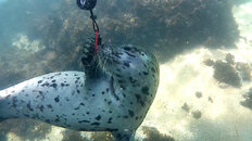 Harbor seal MacAbee 7-6-18.JPG