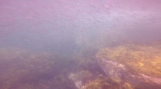 PC7:13:18lAtlanticHerring.png