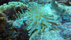 Anemone.jpg
