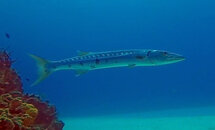Barracuda 2.jpg