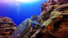 Turtle 1.jpg