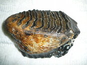 Mammoth Tooth found by Jeff Henderson on 05-29-10.JPG