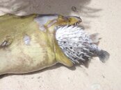moray puffer.jpg