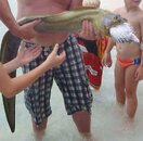moray puffer mix.jpg