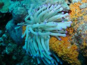 Anemone.jpg