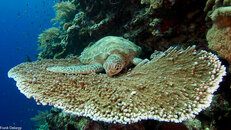 borneo-059714.jpg