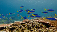 borneo-060352.jpg