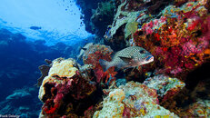 borneo-059708.jpg