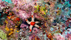 borneo-059857.jpg