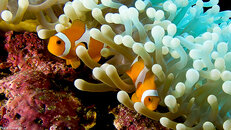 borneo-060330.jpg