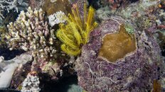 borneoUW-pipefish-081293.jpg