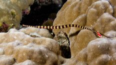 Borneo-UW-081132.jpg