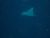 ray.jpg