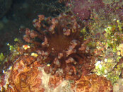 anemone.jpg