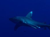 IMG_7179.JPG
