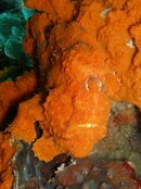 Frogfish ala orange.jpg