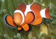 Clownfish Moalboal 2010.jpg