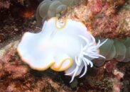 Nudibranch Moalboal 2010.jpg