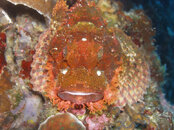 Stonefish.jpg