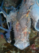 frogfish mouth.jpg