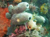 Blairgowrie Pier 095.jpg