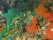 Blairgowrie Pier 106.jpg