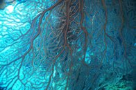 Sea Fan.jpg