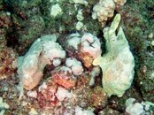 Two frogfish in a photo taken diving from Kona Aggressor August 2018.jpg