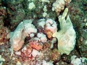 Two frogfish in a photo taken diving from Kona Aggressor August 2018.jpg Two frogfish in a photo taken diving from Kona Aggressor August 2018.jpg