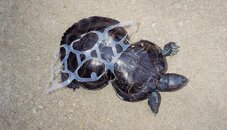 Turtle Trap.jpg
