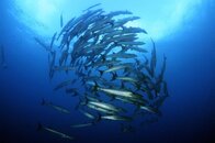 stella -barracuda.jpg
