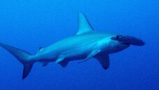 stella- hammerhead.jpg