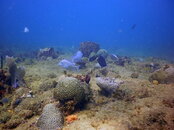 dive7.jpg