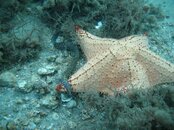 eel&seastar.jpg